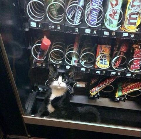 Yaramaz kedi