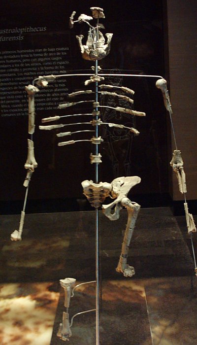 Lucy: Bulunan ilk Australopithecus afarensis