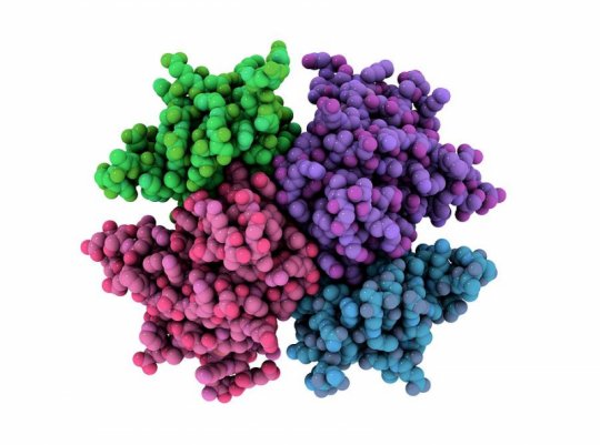 Protein Moleküler Modeli