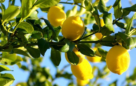 Dalındayken Limon