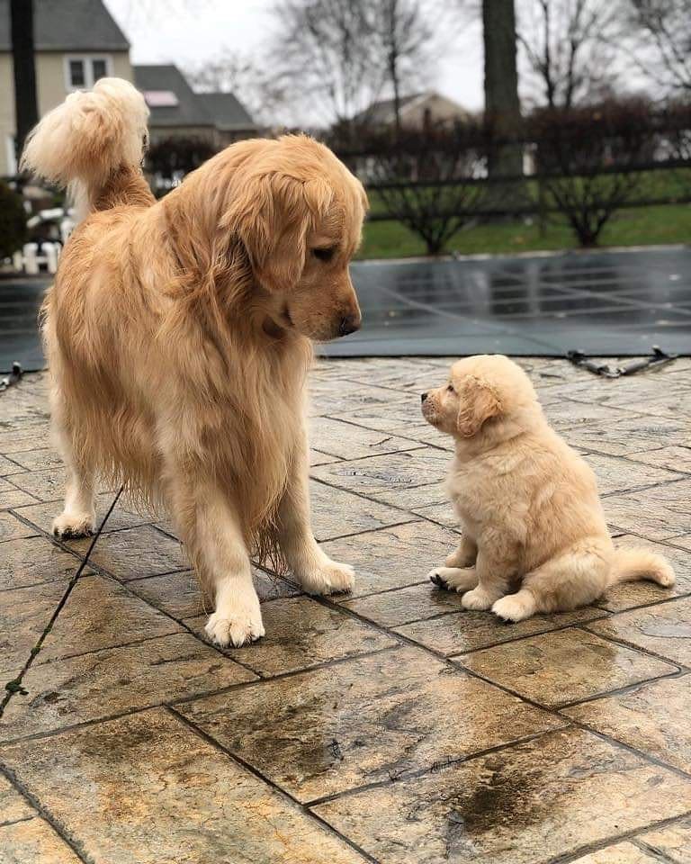 Yavru Köpek ve Annesi