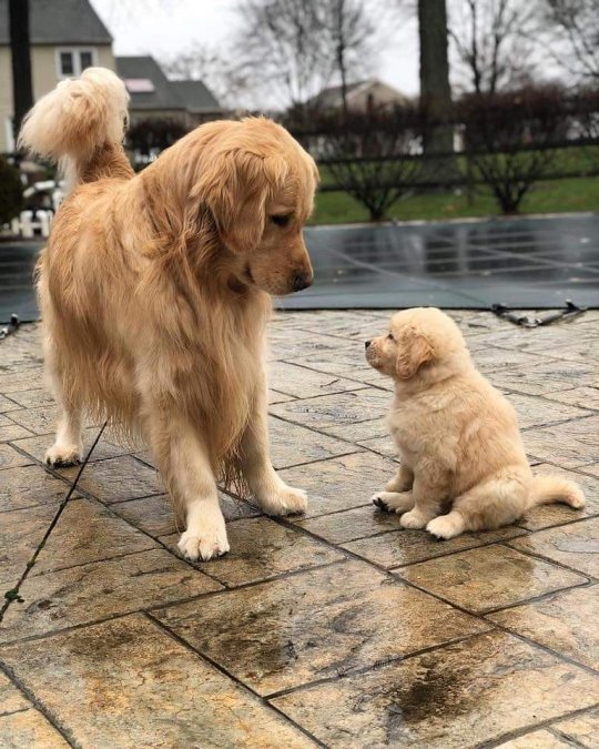 Yavru Köpek ve Annesi