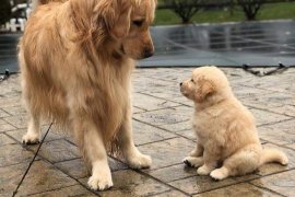 Yavru Köpek ve Annesi