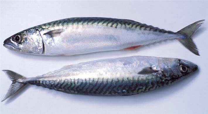 Palamut