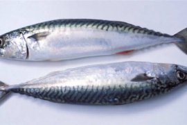 Palamut