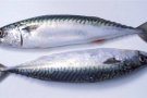 Palamut