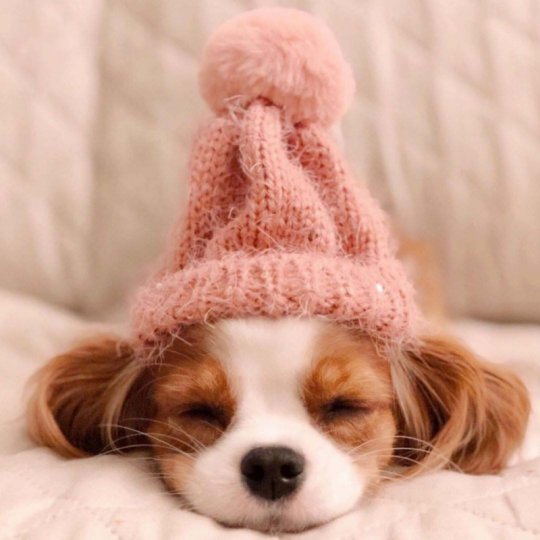 Sevimli Minik Köpek