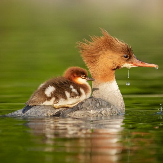 Anne ve Yavru Ördekler