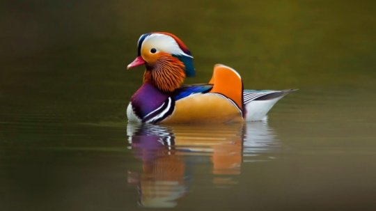 Mandarin Ördeği