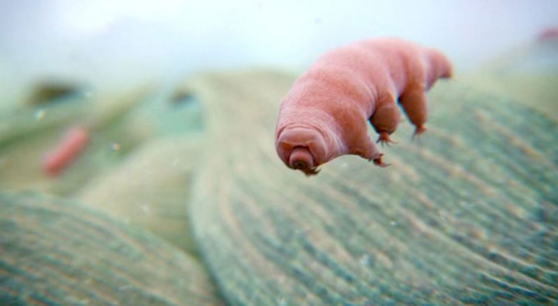 Tardigrat (su ayısı)