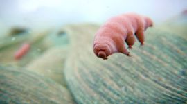 Tardigrat (su ayısı)