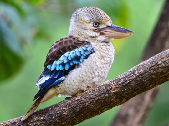 Kookaburra Kuşu