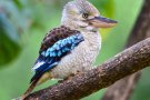 Kookaburra Kuşu