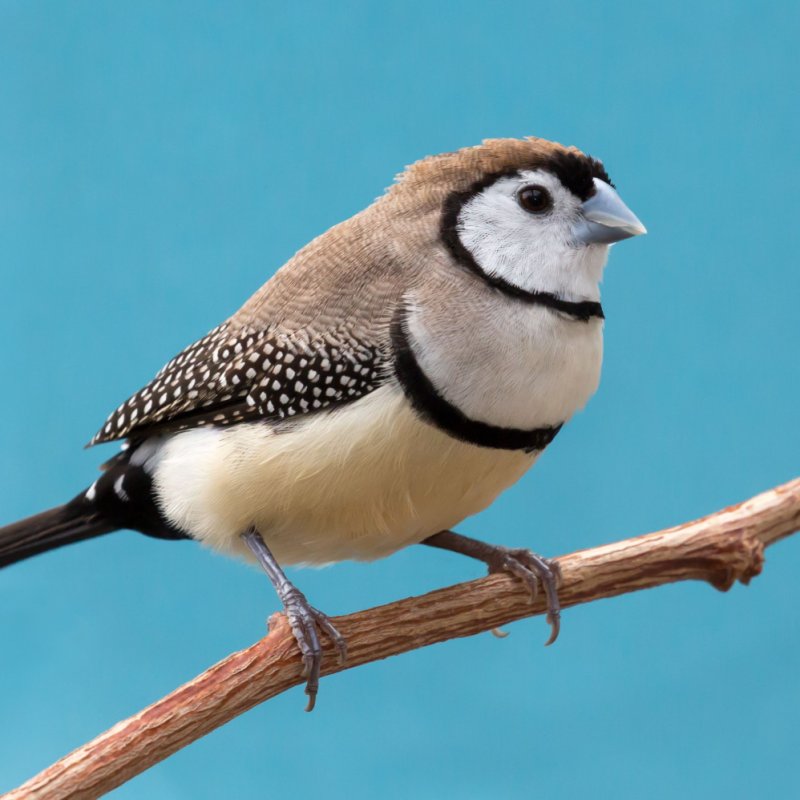 Baykuş İspinozu - Owl Finch