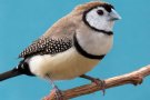 Baykuş İspinozu - Owl Finch