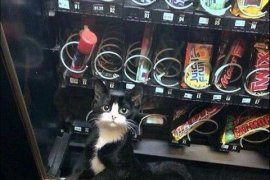 Yaramaz kedi