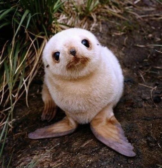 Ne demek ben evet diyeceğim?