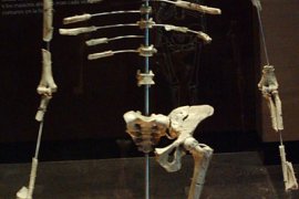 Lucy: Bulunan ilk Australopithecus afarensis