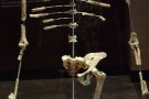 Lucy: Bulunan ilk Australopithecus afarensis