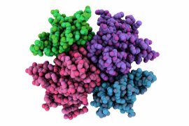 Protein Moleküler Modeli
