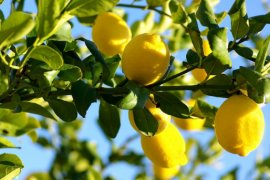 Dalındayken Limon