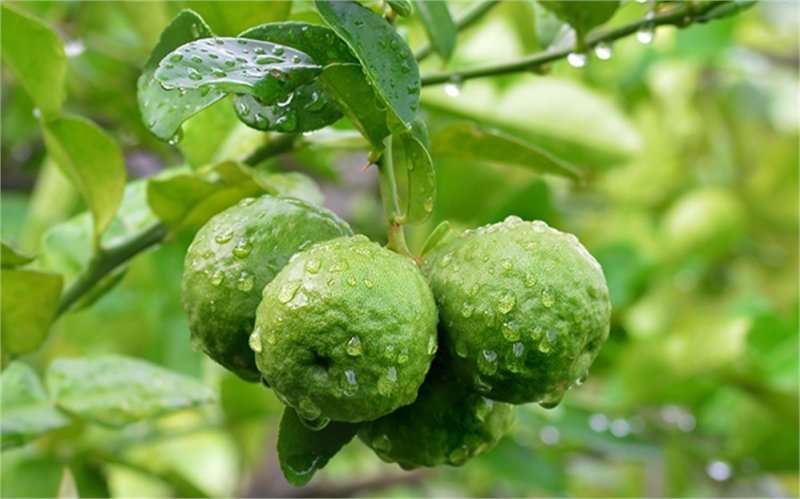 Dalında Bergamot Meyvası