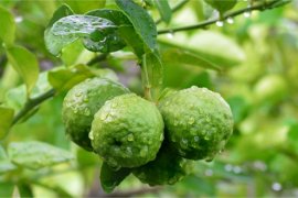 Dalında Bergamot Meyvası