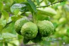 Dalında Bergamot Meyvası